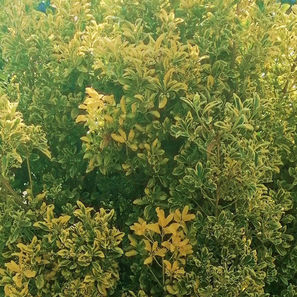 Inspirational Gifting Golden Privet Bare Root Hedge Plant Sapling 30-60cm 5 Pack Image 2