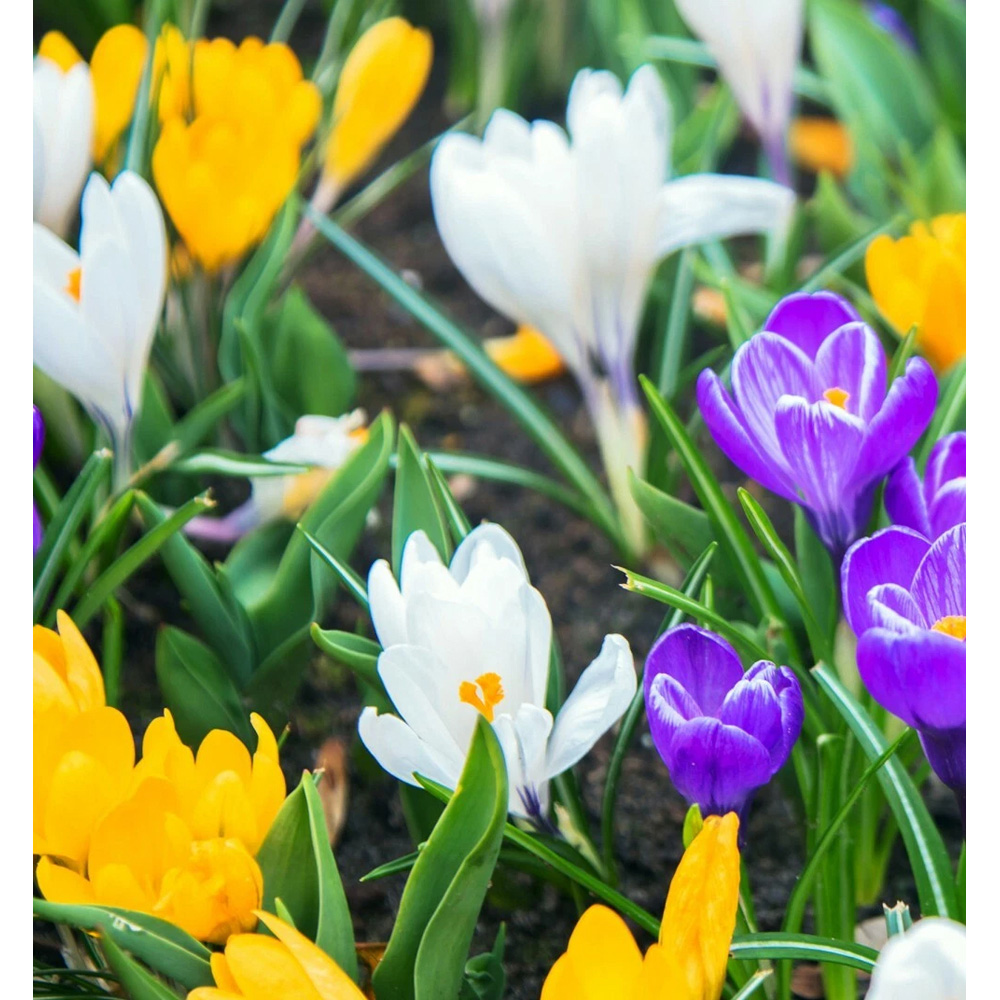 Thompson and Morgan Crocus Botanical Mixed Planting Bulb 160 Pack Image 2