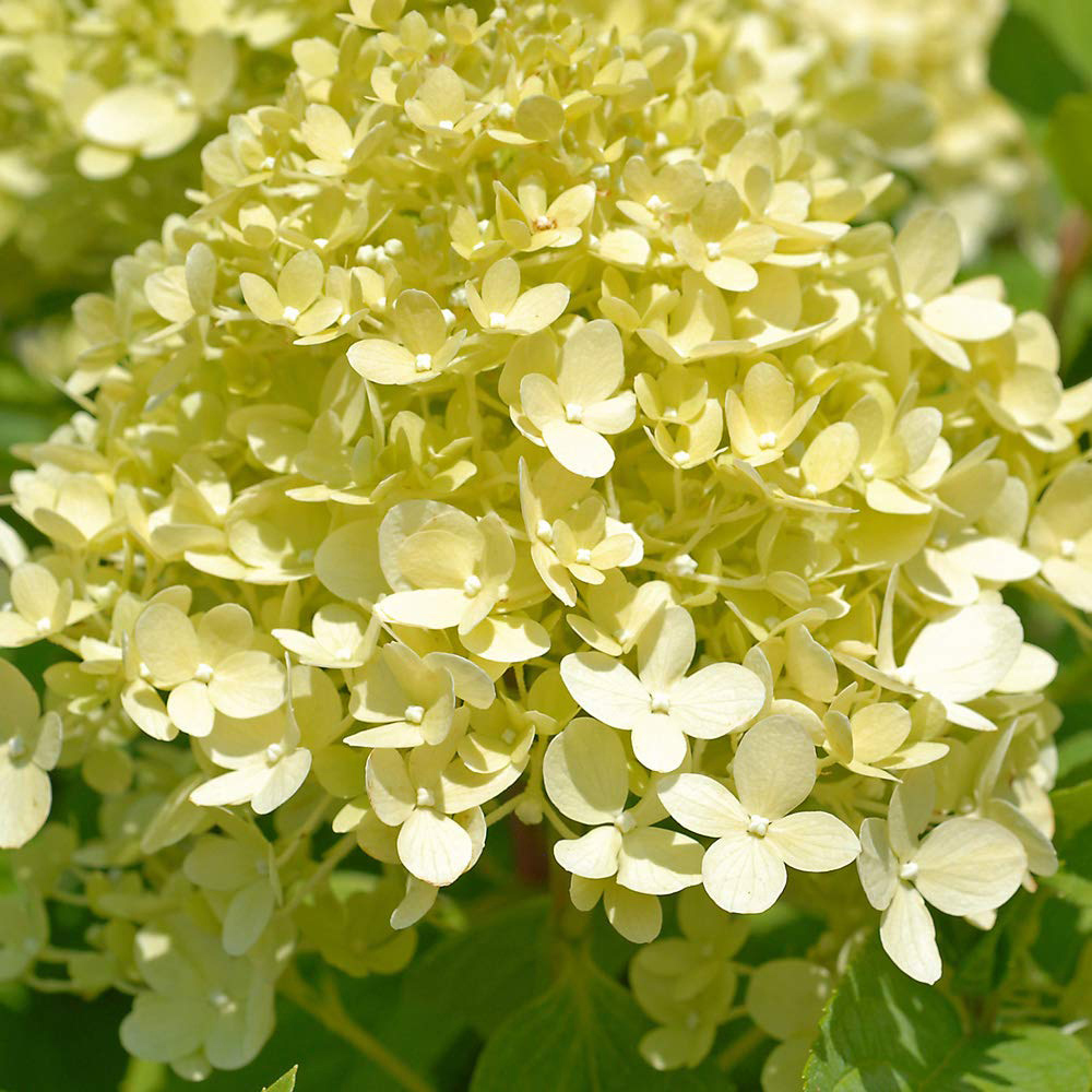 Thompson and Morgan Hydrangea Paniculata Limelight Plant Pot 3.6L 3 Pack Image 8