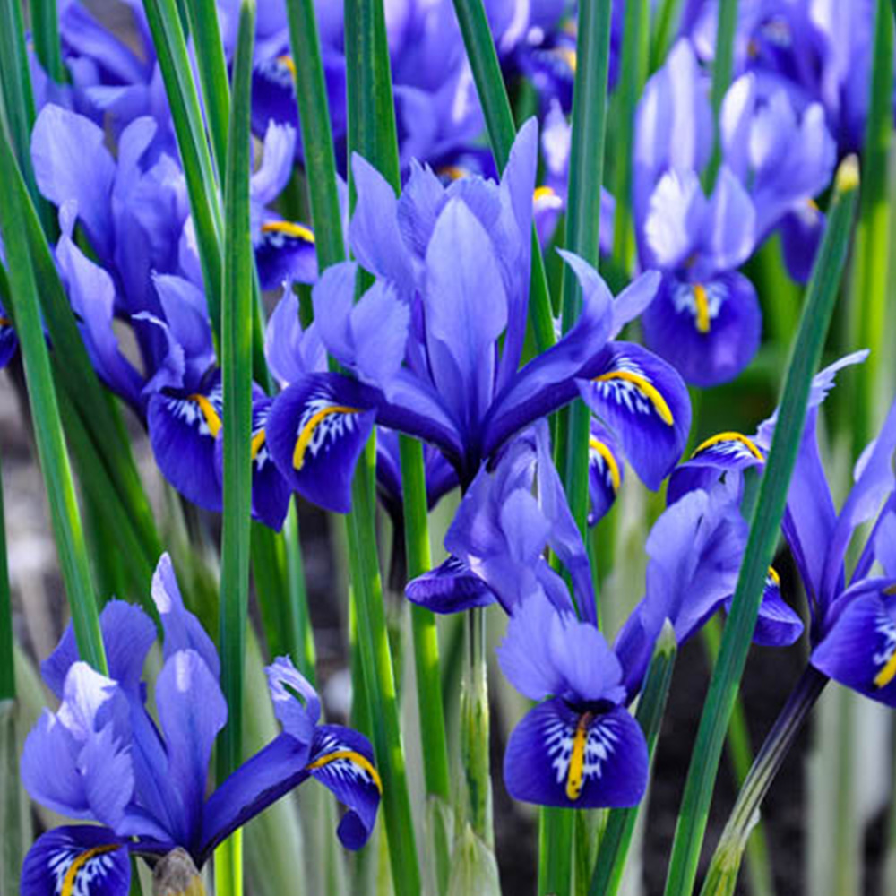 wilko Miniature Blue Iris Reticulata Planting Bulb 30 Pack Image 2