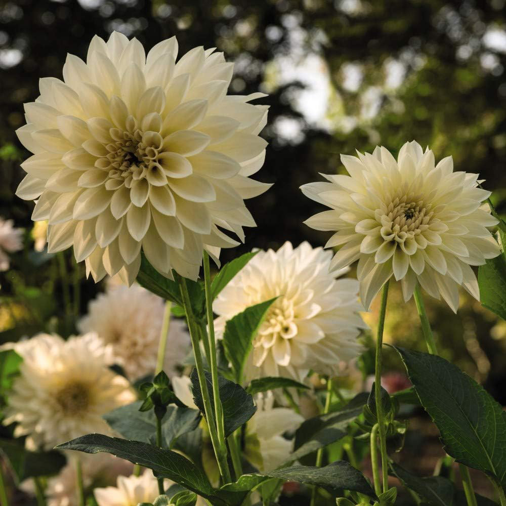 Thompson and Morgan Dahlia Cafe Au Lait 1 Ziro Tuber 3 Pack Image 1