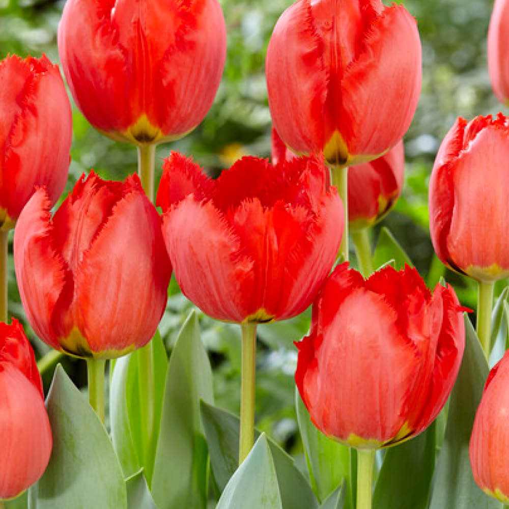 YouGarden Crystal Beauty Tulip Planting Bulb 24 Pack Image 1