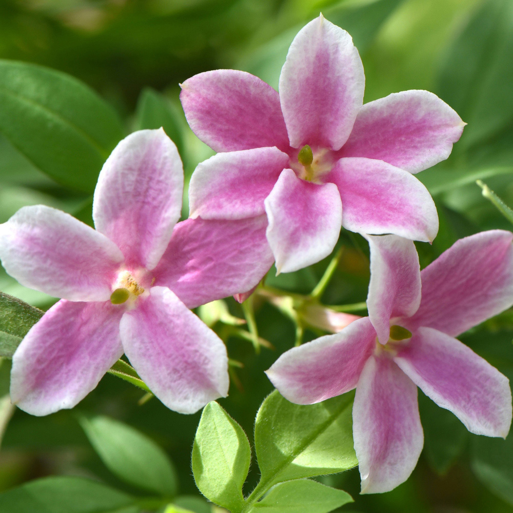 Thompson and Morgan Jasminum Stephanense Starry Starry Summer Scent Plant Pot 9cm Image 2