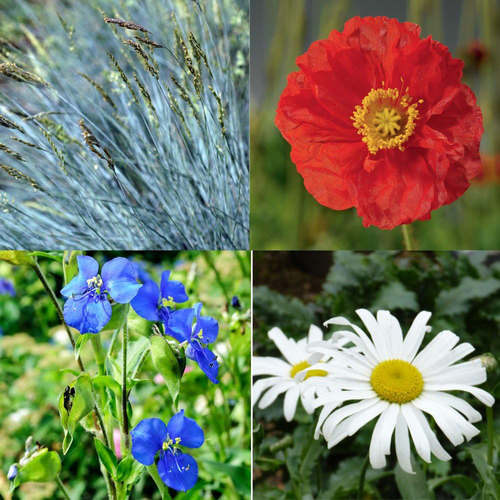 Thompson and Morgan Nurserymans Choice Flower Seed 50 Packets Image 2