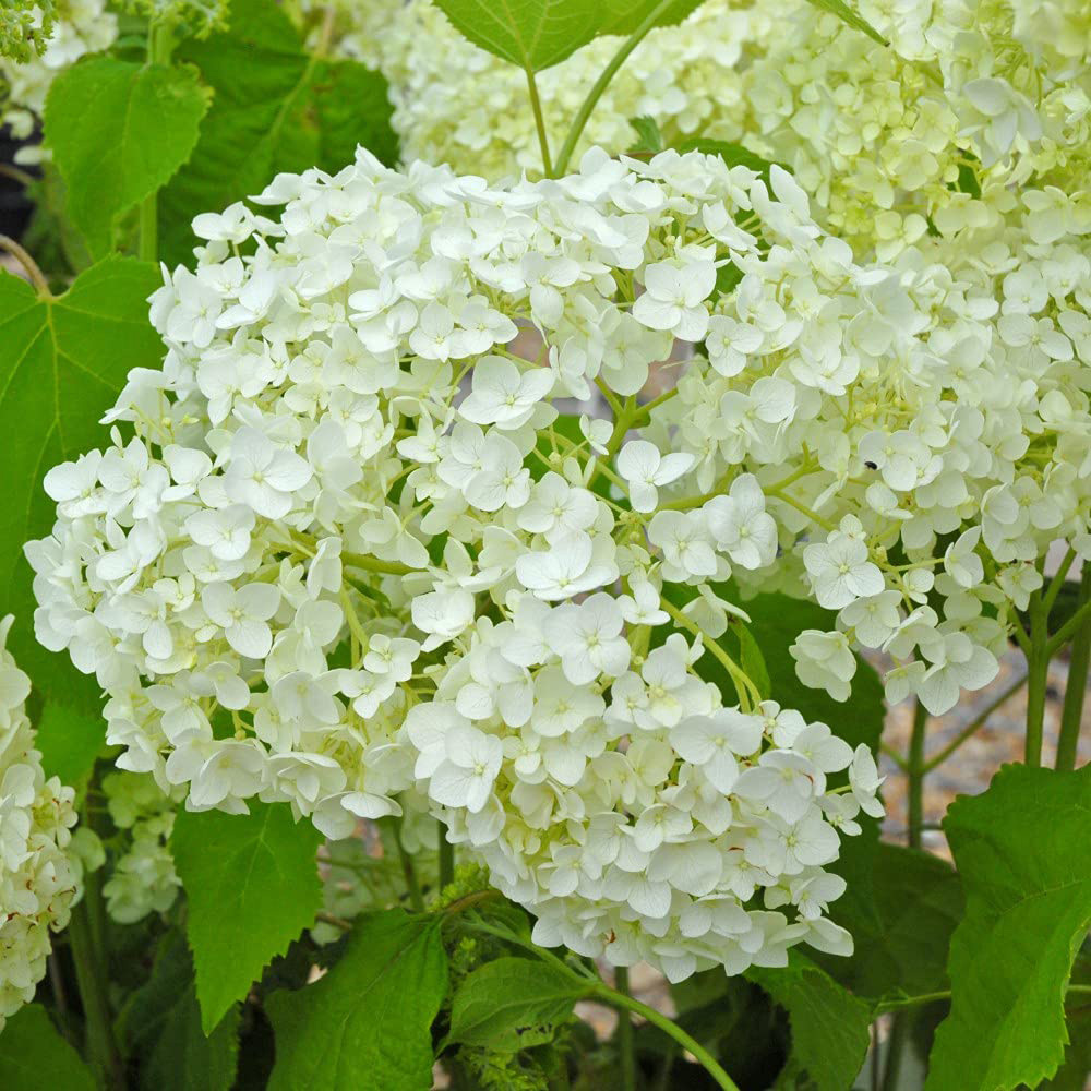 Thompson & Morgan Hydrangea Arborescens Annabelle Plant Pot 9cm 2 Pack Image 4