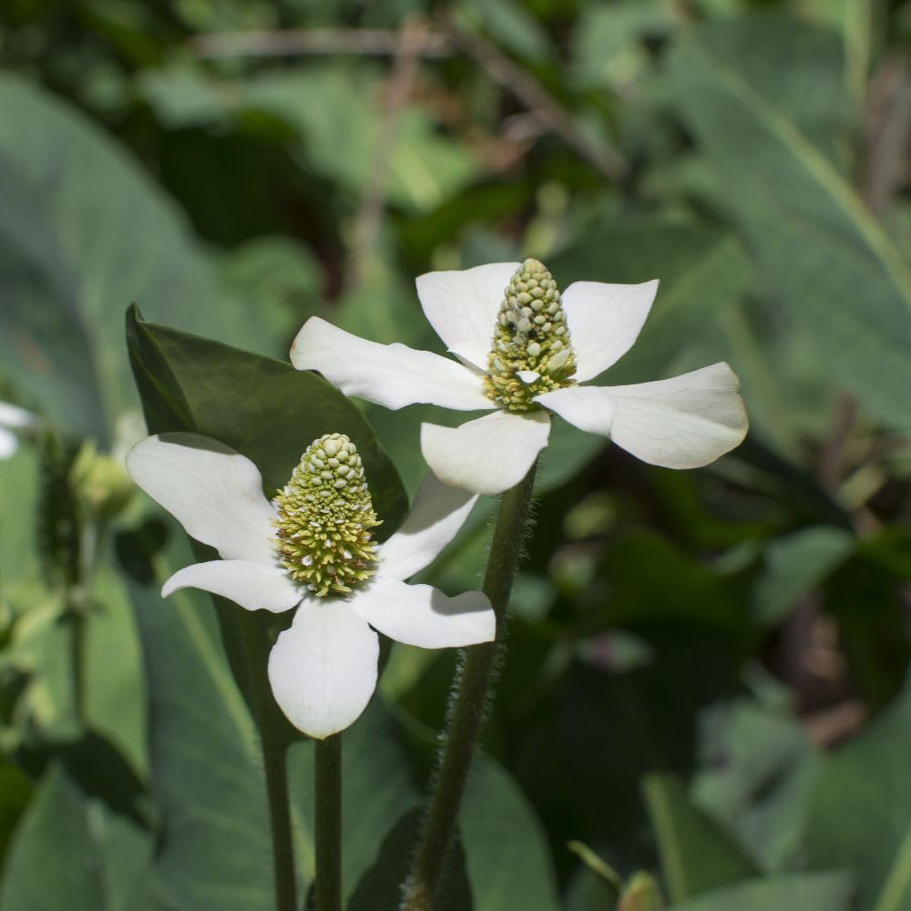 Thompson and Morgan Anemopsis Californicum Plant Pot 9cm 3 Pack Image 3