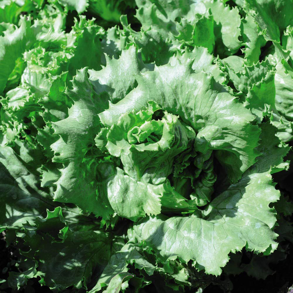 Thompson and Morgan Lettuce Warpath Seeds Image 1