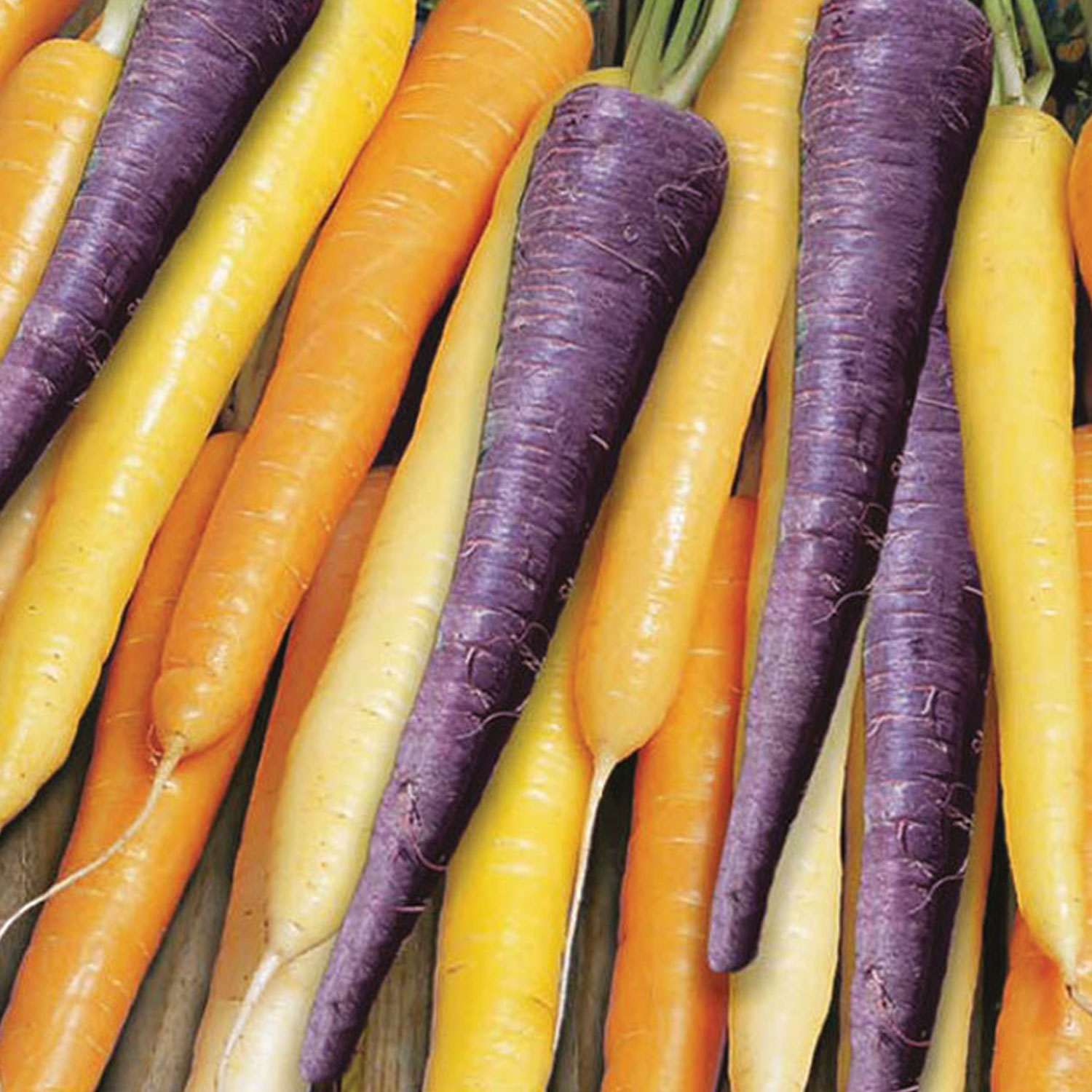 Johnsons Carrot Harlequin F1 Vegetable Seeds Image 1