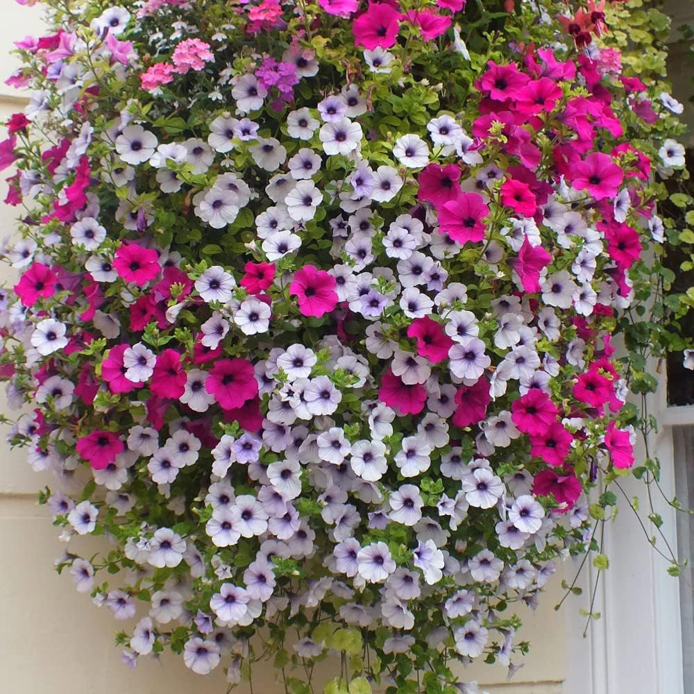 Thompson and Morgan Nurserymans Choice Annual Bedding Mixed Plant Plugs 6 Pack Image 4