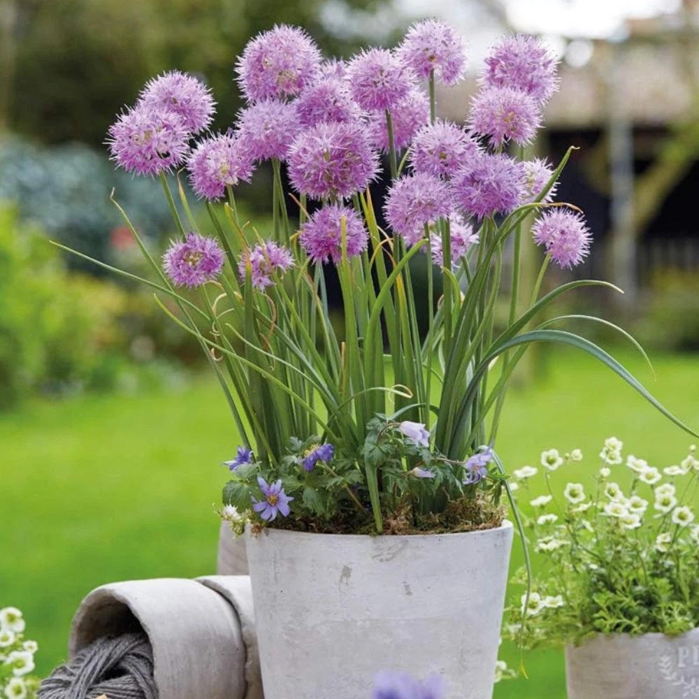 Thompson and Morgan Allium Rosy Dream Planting Bulb 3 Pack Image 2