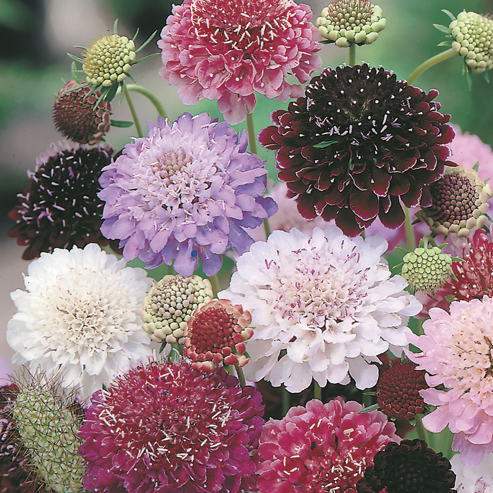 Johnsons Scabious Tall Double Mix Flower Seeds Image 1