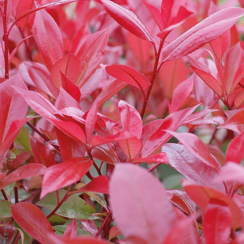 Thompson and Morgan Standard Photinia Red Robin Plant Pot 3L 2 Pack Image 3