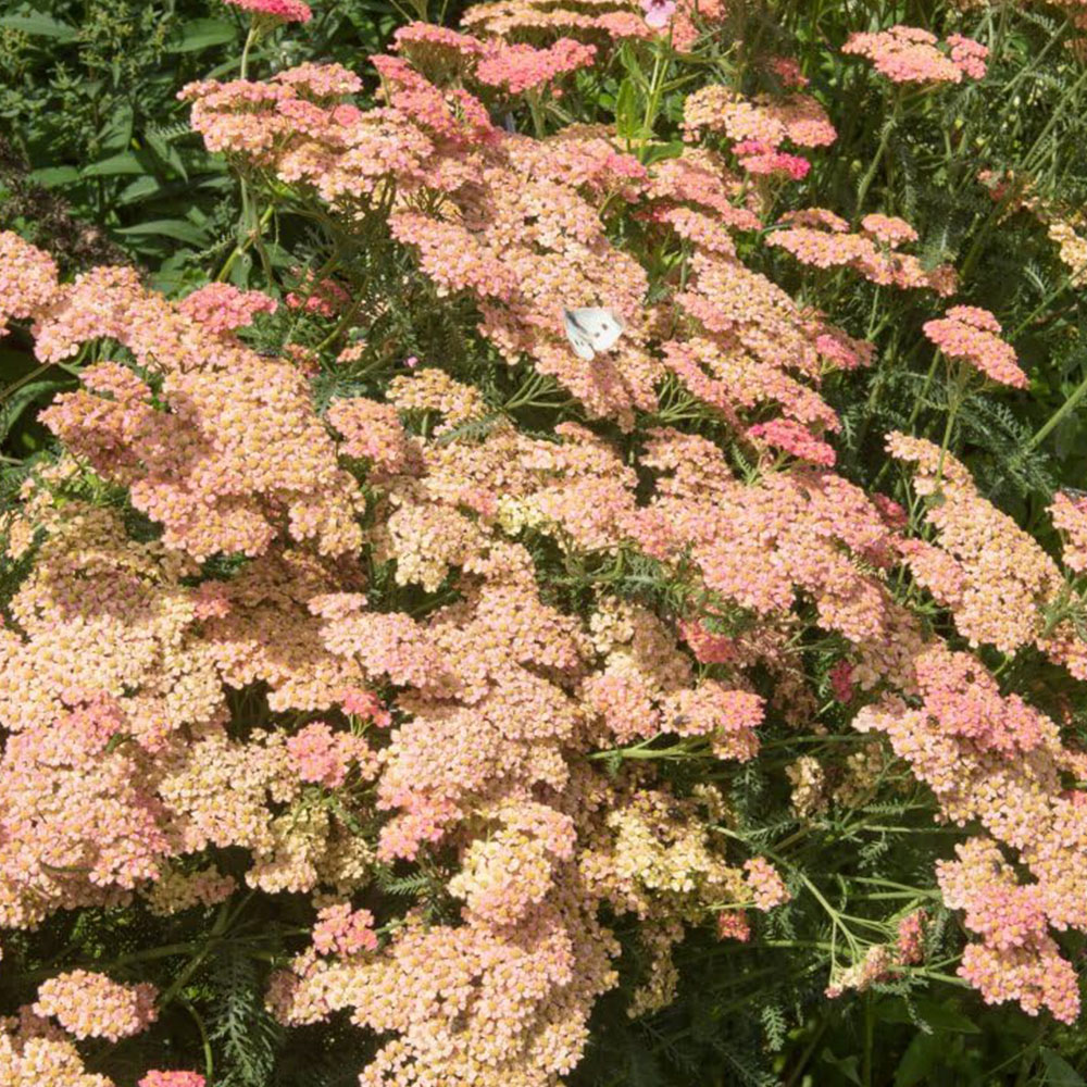 Thompson and Morgan Achillea Summer Fruits Salmon Plant Pot 3L Image 1