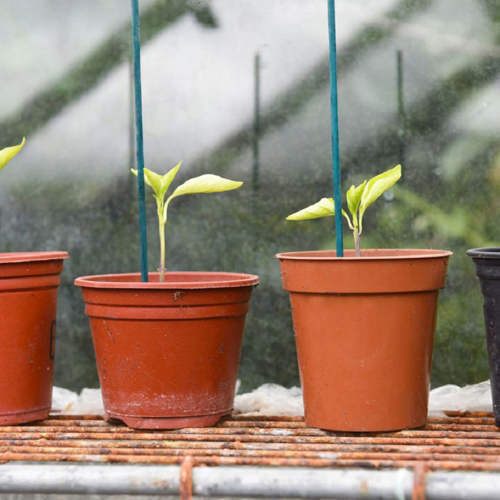 Garden Gear 27cm Green Plant Canes 10 Pack Image 4