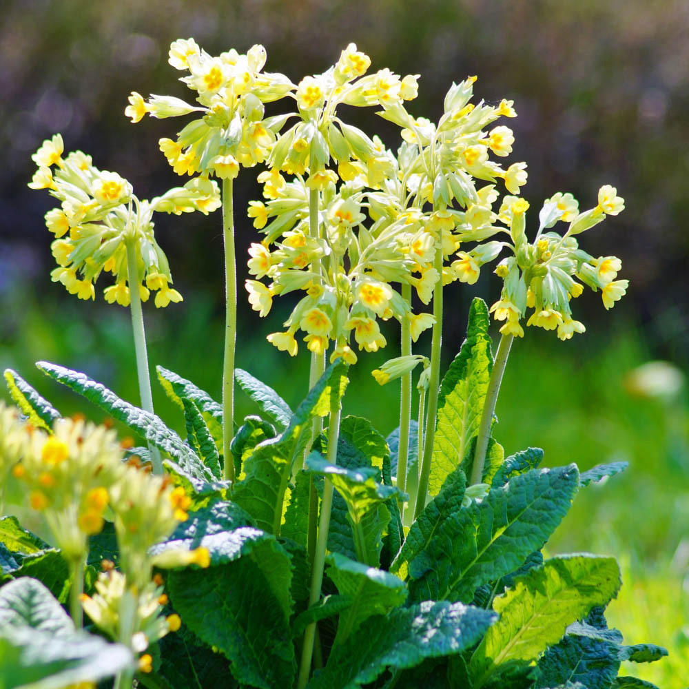YouGarden Primula Veris Cowslip Plant Pot 3 Pack Image 2