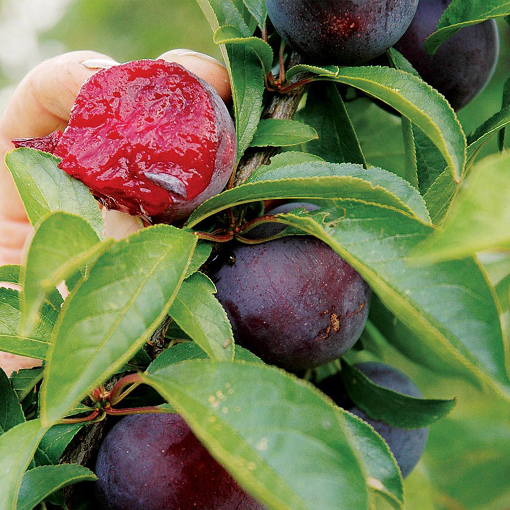Thompson and Morgan Plum Tree Beauty Bare Root Tree 2 Pack Image 2