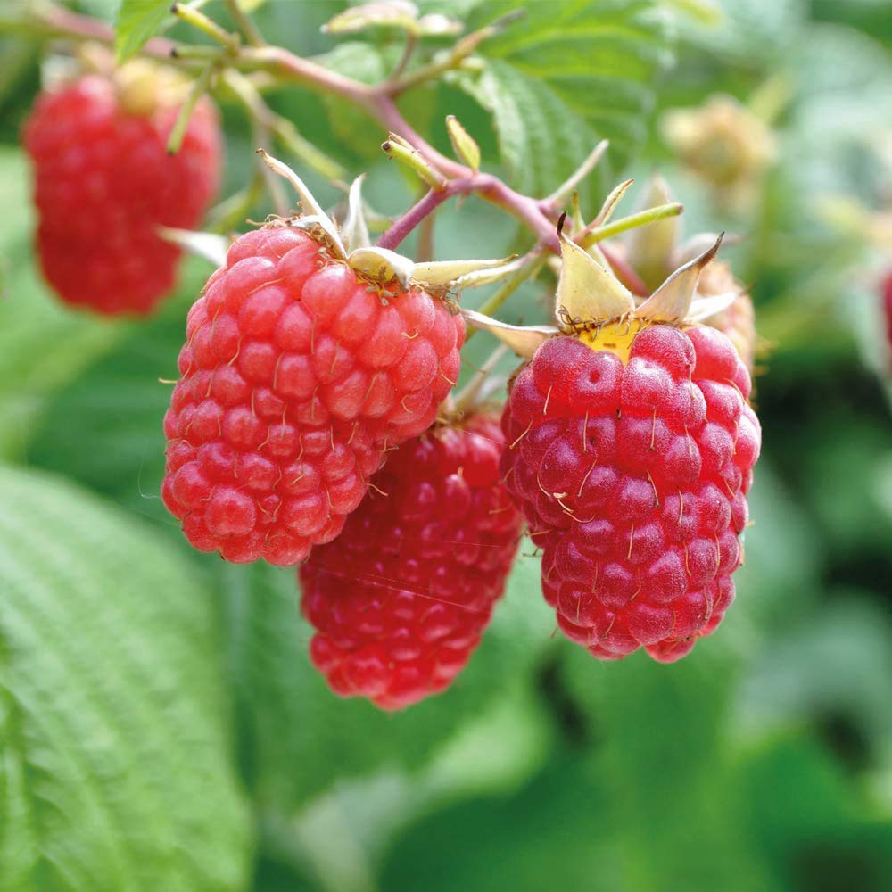 Thompson & Morgan Raspberry Polka Autumn Fruiting Cane Plant 12 Pack Image 1