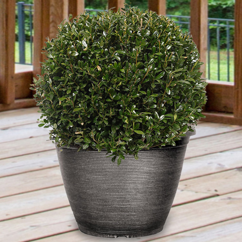 YouGarden Japanese Holly Ball Ilex Crenata Plant Image 1