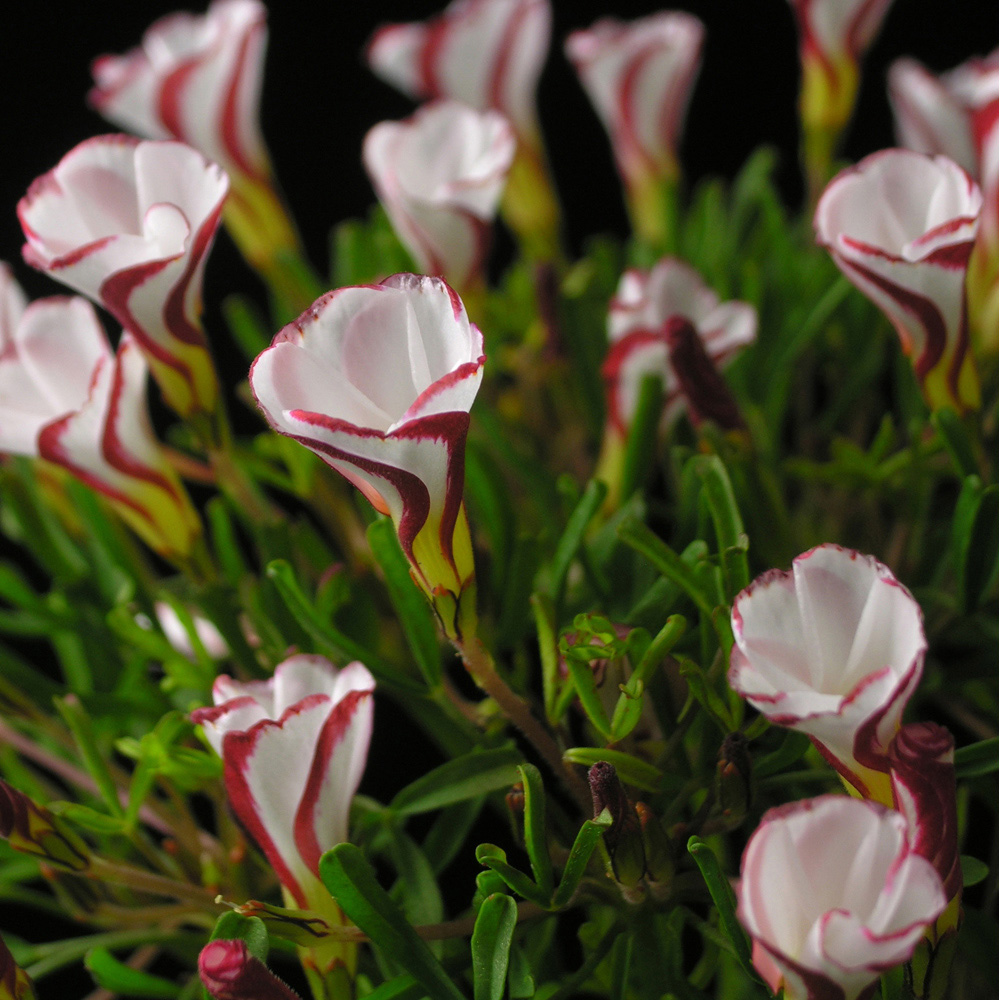 wilko Candy Cane Sorrel Oxalis Versicolour Planting Bulb 10 Pack Image 2