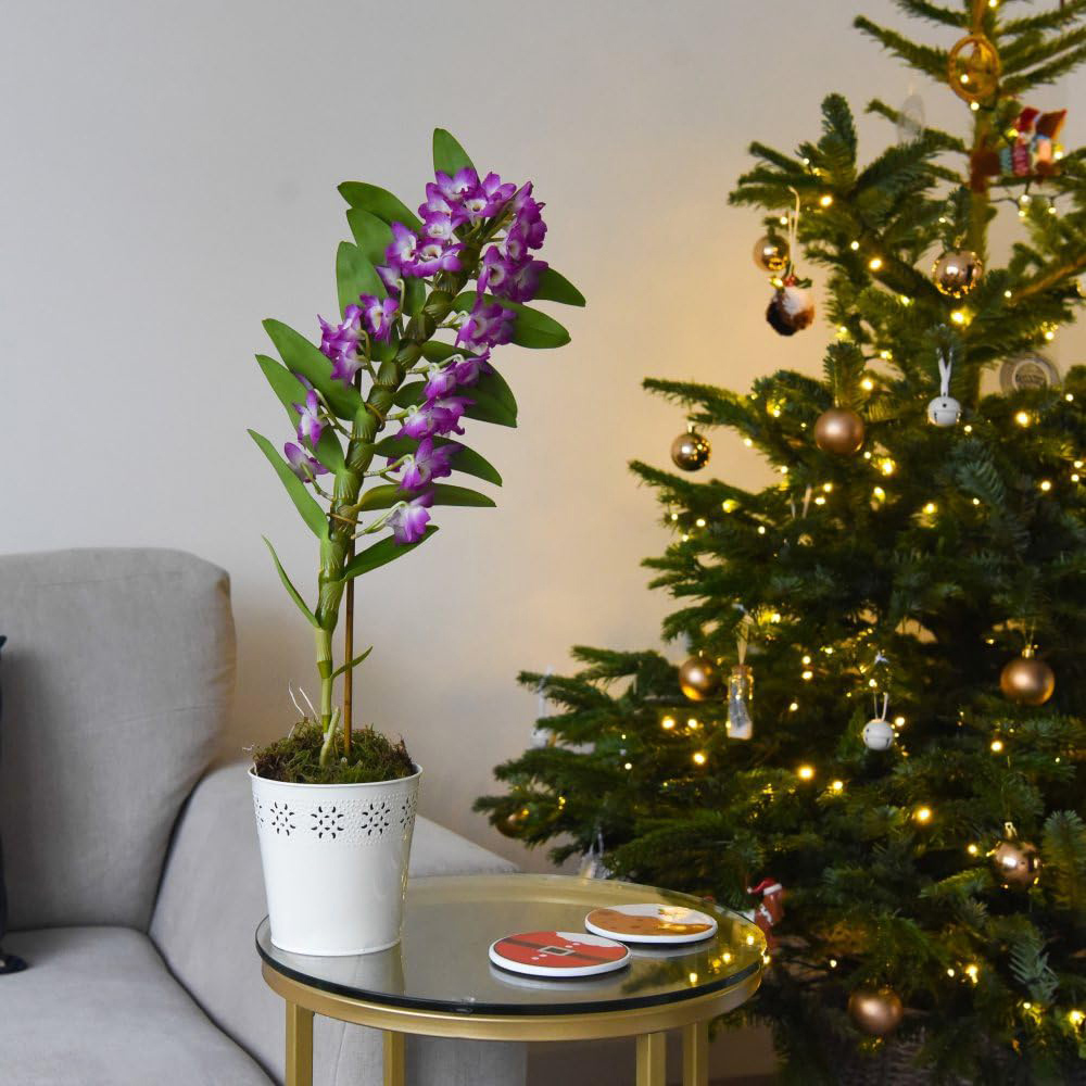 Thompson and Morgan Christmas Gift Orchid Scented Star Class Lilac Plant in Zinc Pot 12cm 2 Pack Image 3