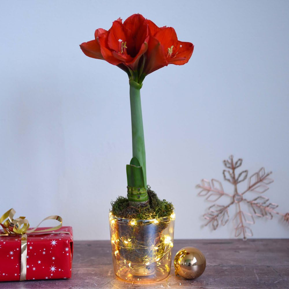 Thompson and Morgan Christmas Gift Amaryllis Plant Pot with LED 2 Pack Image 1