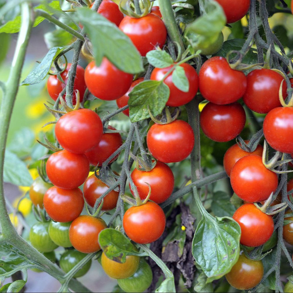 Thompson & Morgan Tomato Sweet Million Peat Free Plug Plant 3 Pack Image 1
