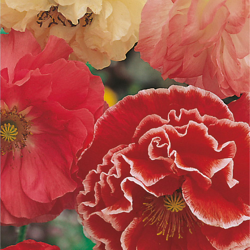 Pack of Poppy Shirley Double Mixed Seeds Image 2