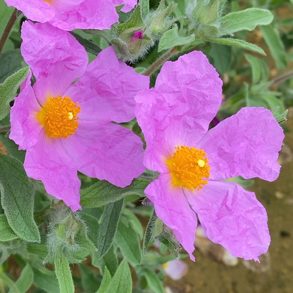 Thompson and Morgan Cistus Creticus Plant Pot 3L Image 1