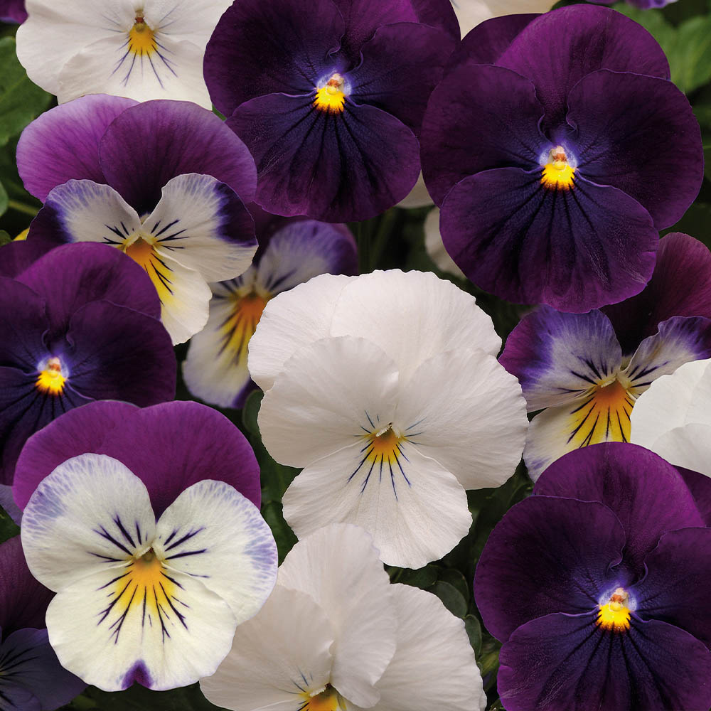 wilko 25cm Pansy Cool Wave Berries and Cream Hanging Basket 2 Pack Image 3