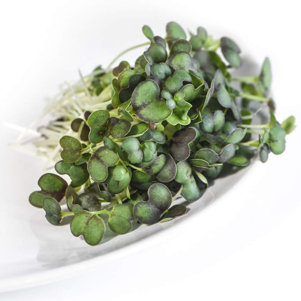 Thompson & Morgan Microgreens Mizuna Red Empire F1 Seeds Image 2