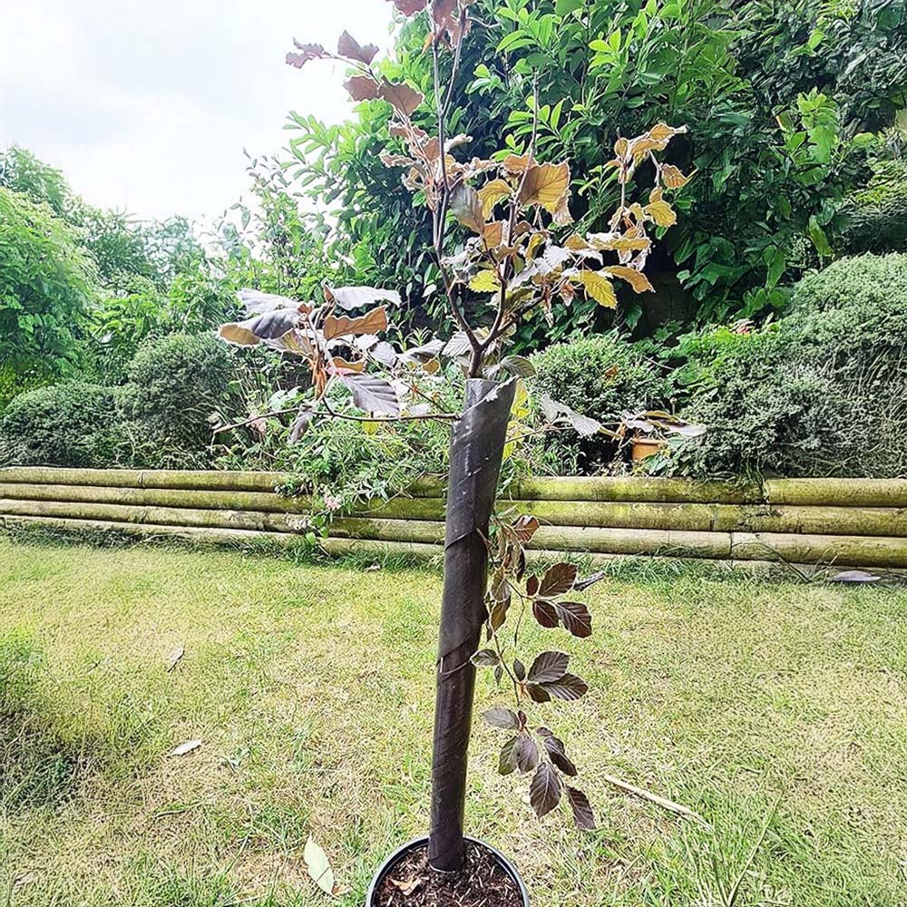 Inspirational Gifting Brown Spiral Tree Guard with Cane 60cm x 38mm 50 Pack Image 2