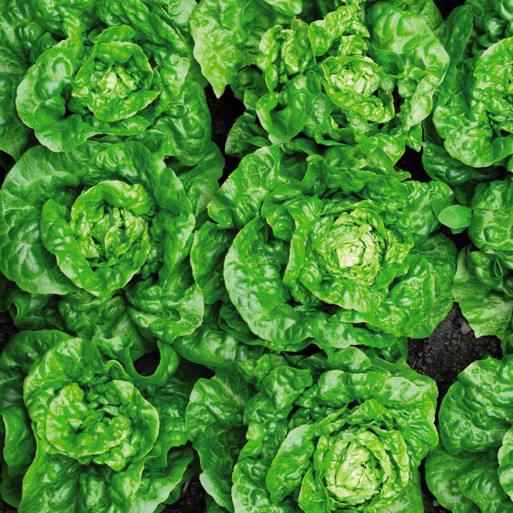 Thompson and Morgan Lettuce Butterhead Tom Thumb Seeds Image 1
