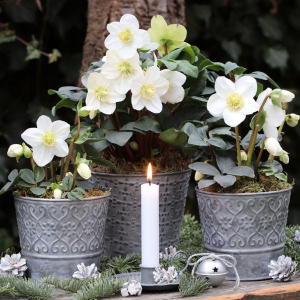 Thompson and Morgan Christmas Gift Helleborus Christmas Carol Plant Pot 12cm 3 Pack Image 4