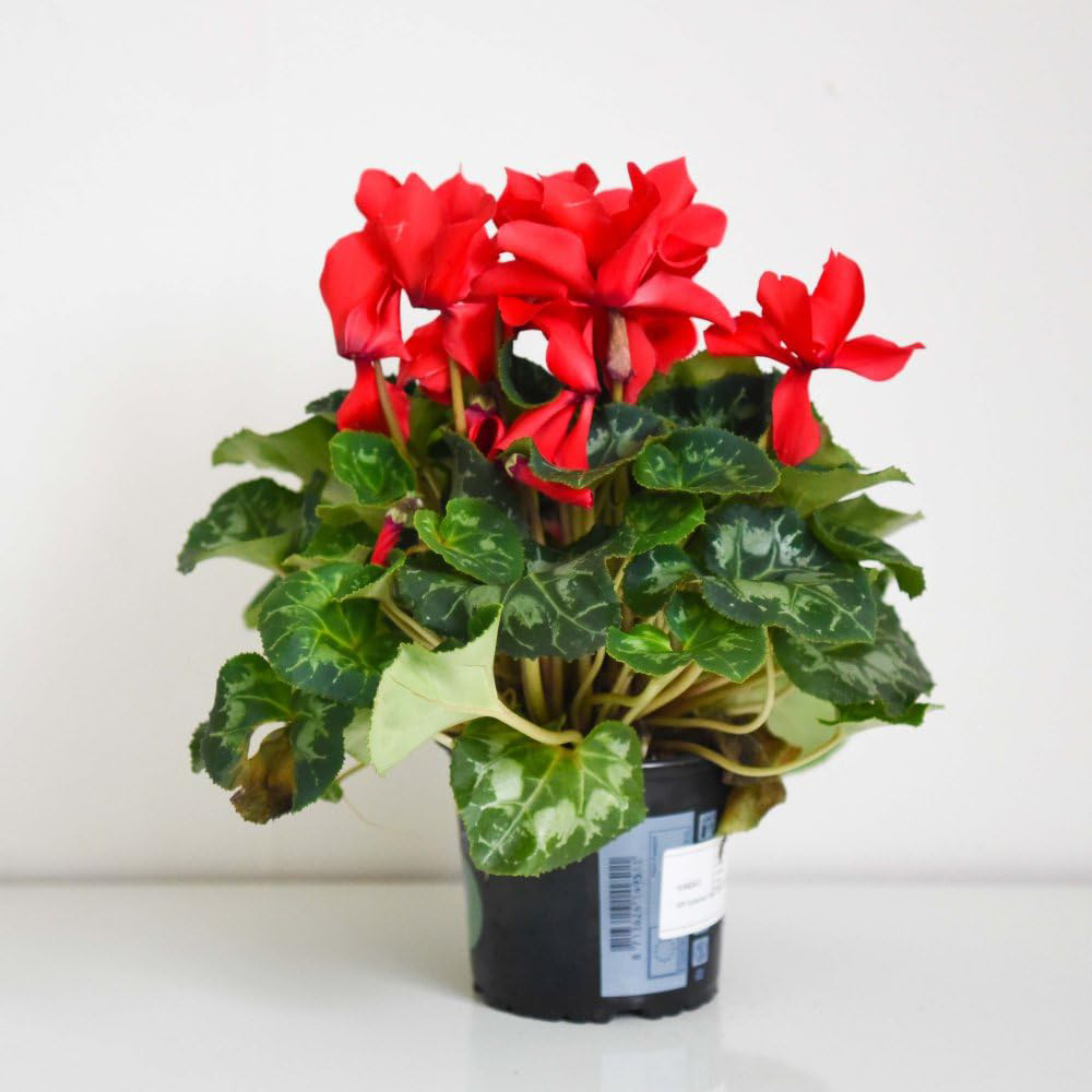 Thompson and Morgan Christmas Gift Cyclamen Wish Red Plant Pot 2 Pack Image 4