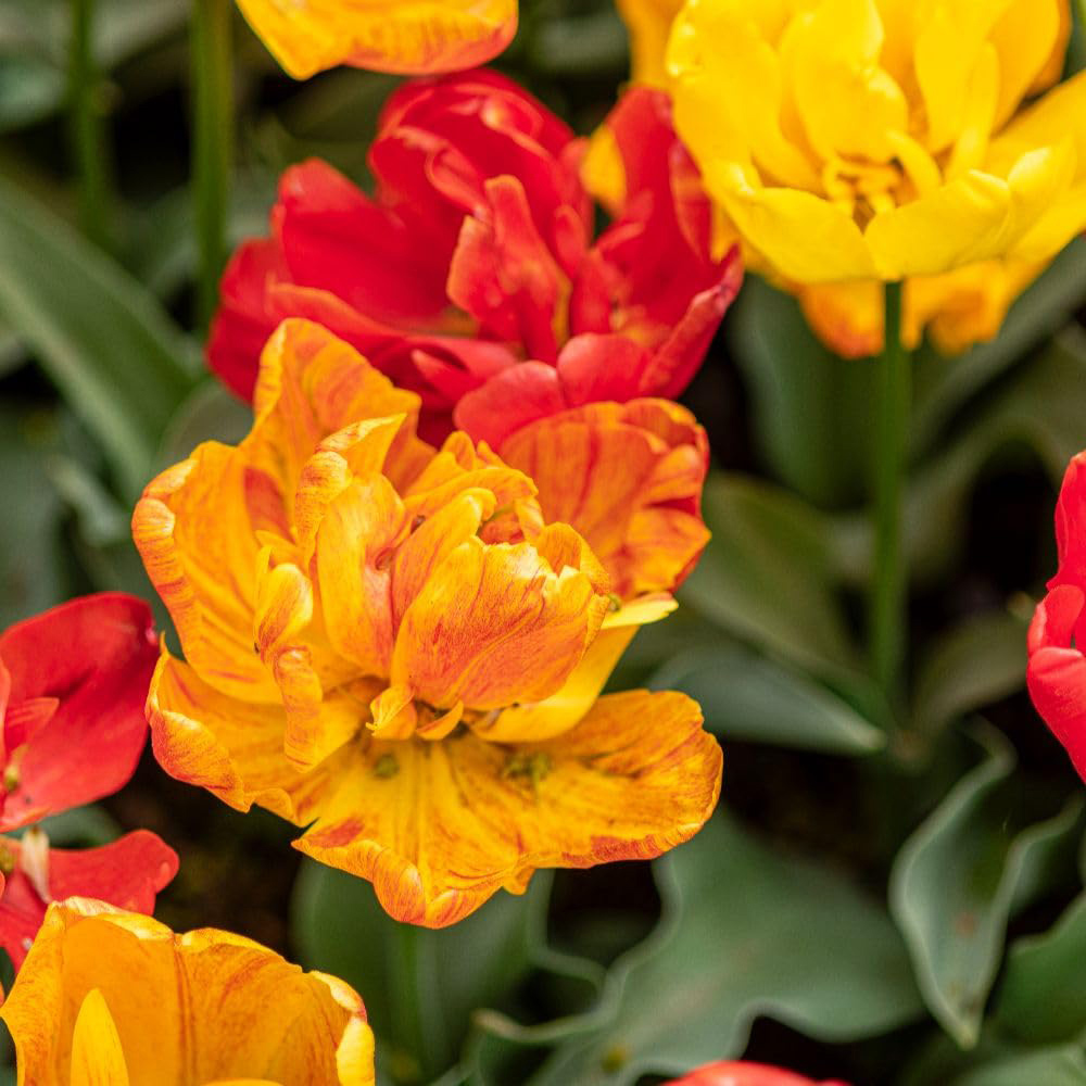 Thompson and Morgan Tulip Baby Blend Bulbs 16 Pack Image 6