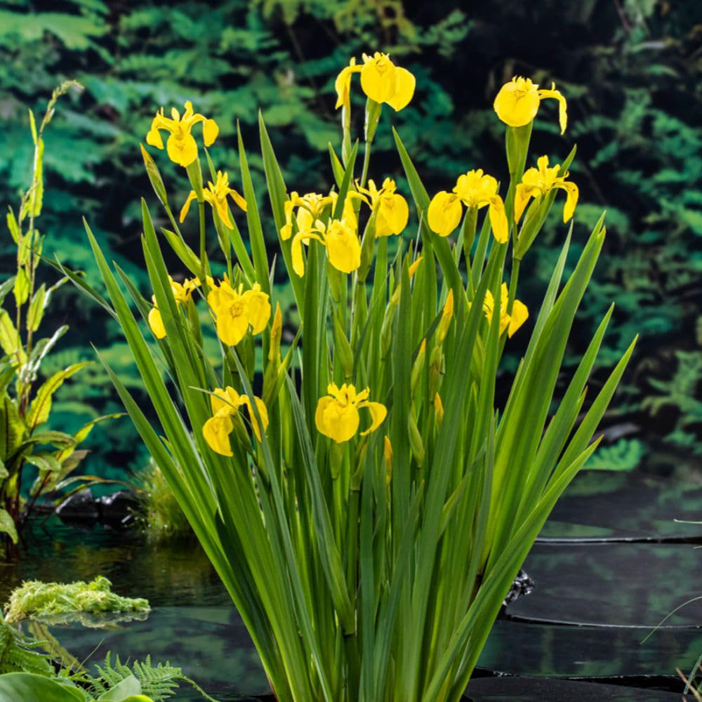 Thompson & Morgan Iris Pseudacorus Plant Pot 9cm Image 2