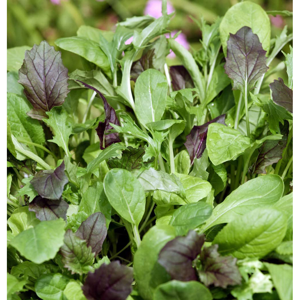 Thompson and Morgan Salad Leaves Colourfully Mild Mixed Seeds Image 3