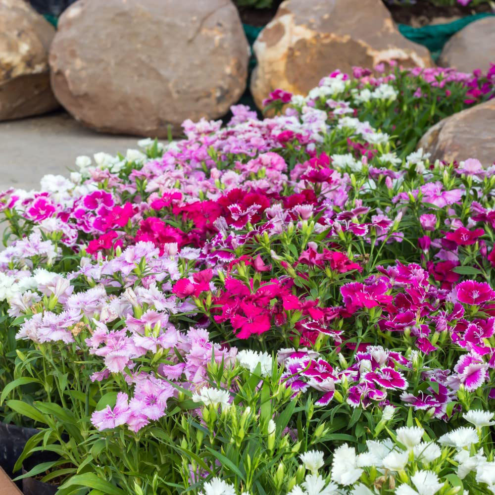 Thompson and Morgan Dianthus Pinks Festival Mixed Garden Ready Plant 30 Pack Image 4