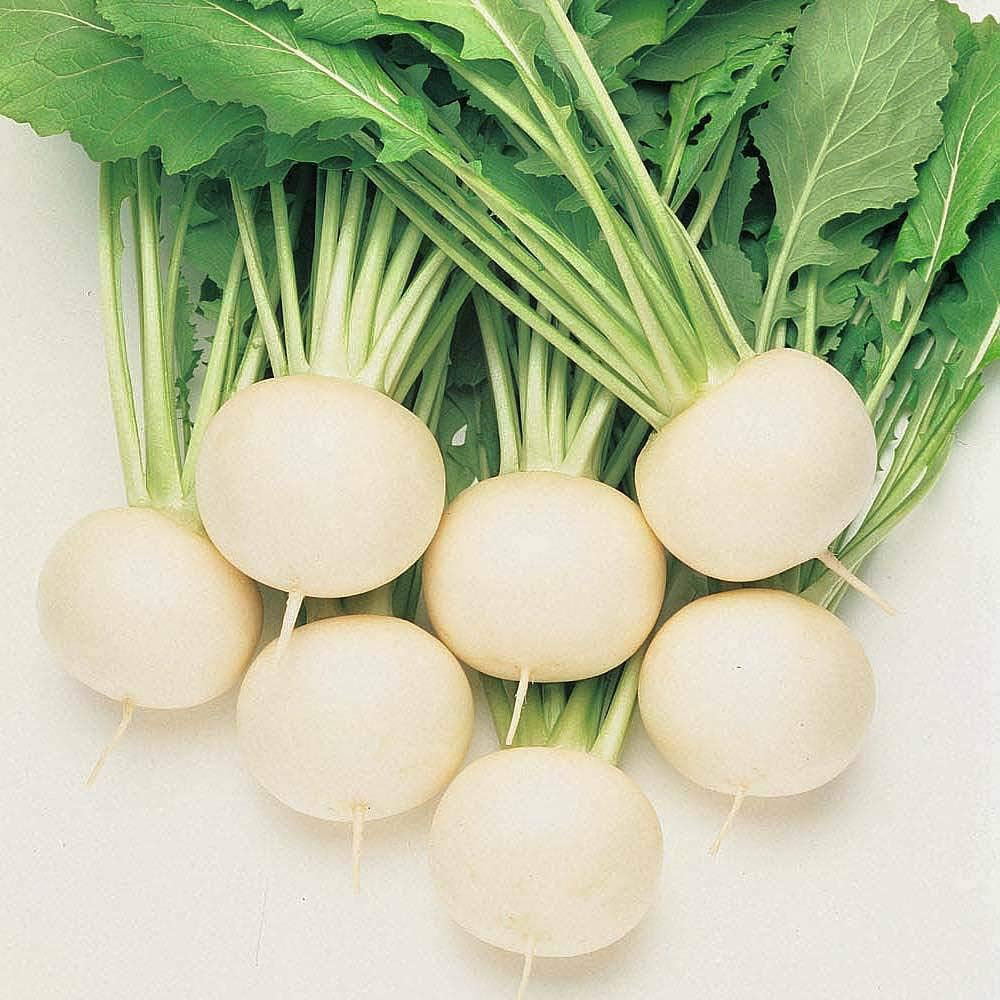 Thompson & Morgan Turnip Oasis F1 Hybrid 250 Seeds Packet Image 1