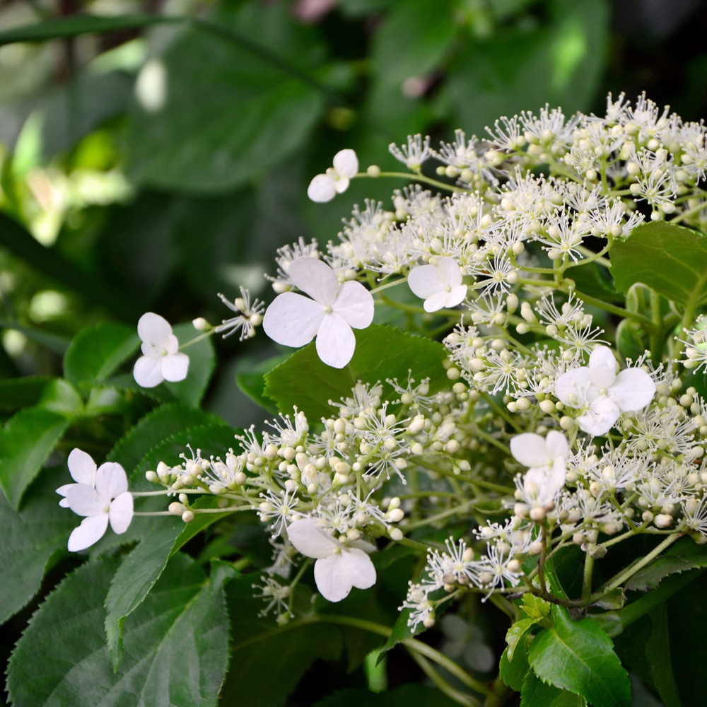 Thompson and Morgan Hydrangea Anomala Petiolaris Plant Pot 1.7L Image 1