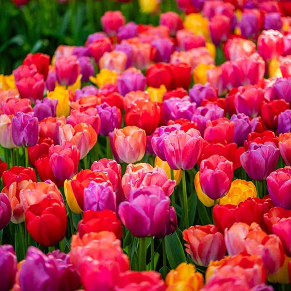 Thompson and Morgan Tulip Giant Collection Planting Bulb 40 Pack Image 5
