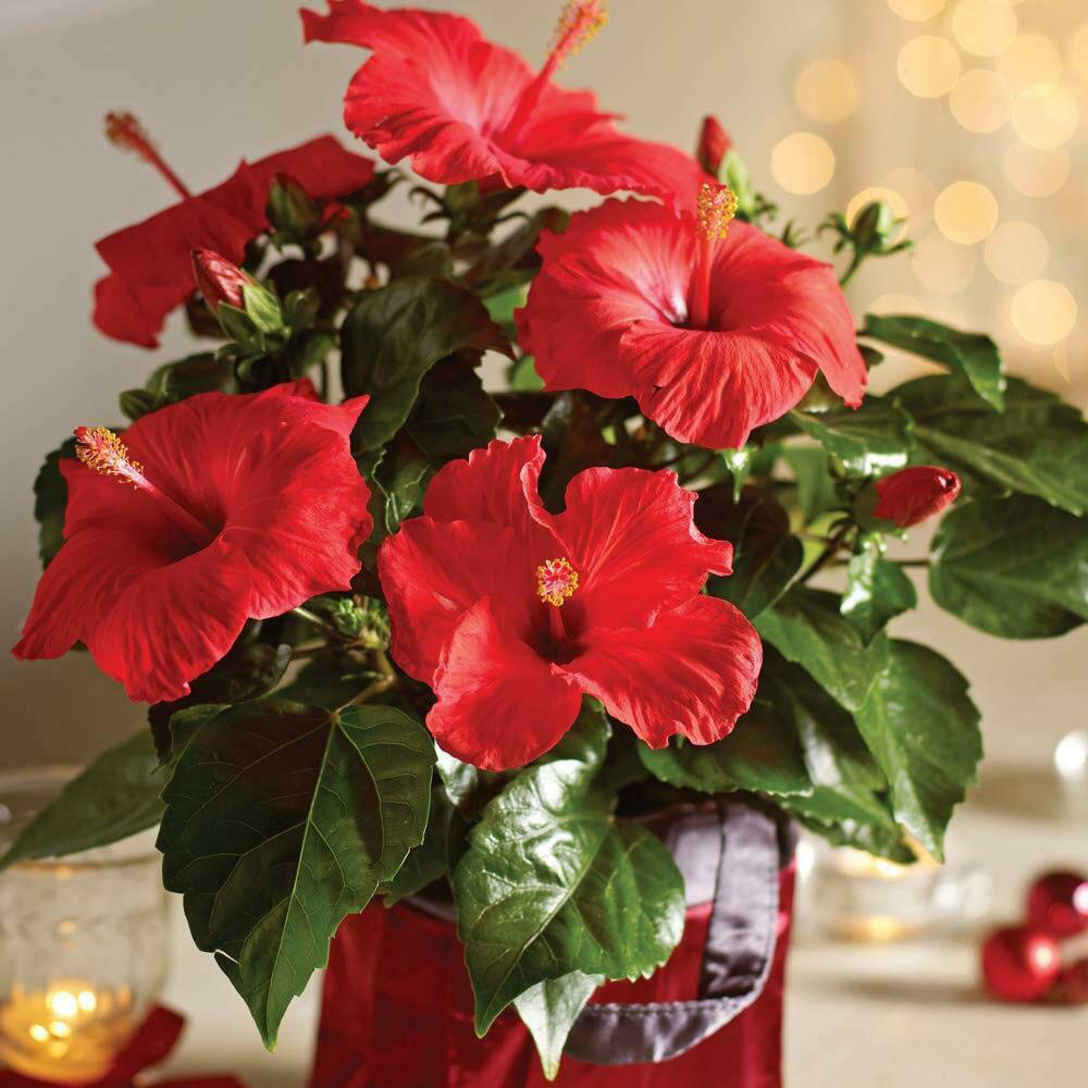 Thompson and Morgan Christmas Gift Hibiscus Flair Plant Pot 13cm 2 Pack Image 3