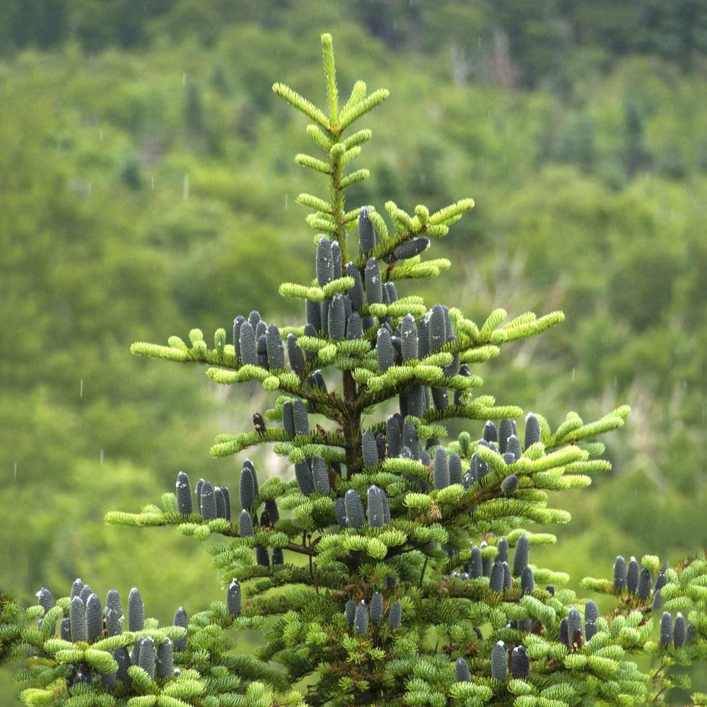 Thompson and Morgan Abies Balsamea Nana Plant Pot 2L Image 2