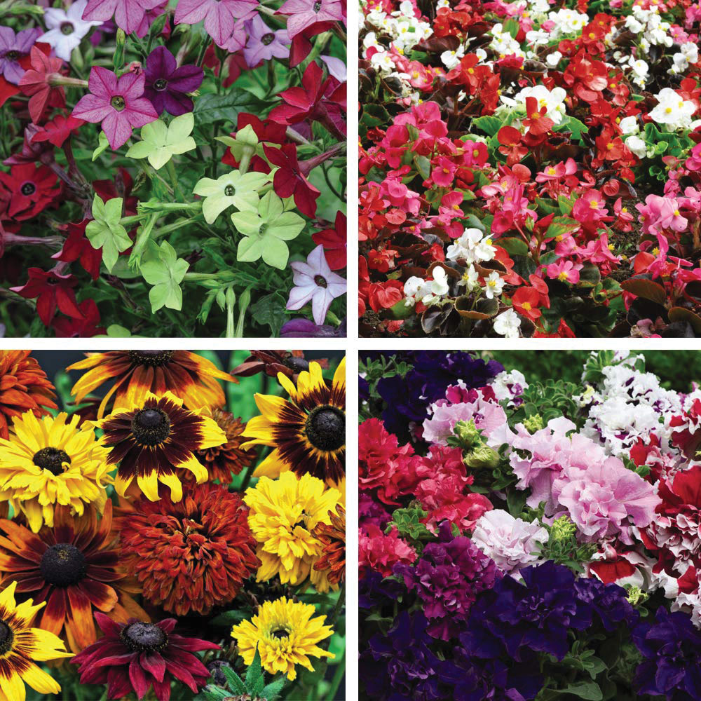 Thompson and Morgan Bedding Collection Plant Plug 24 Pack Image 1