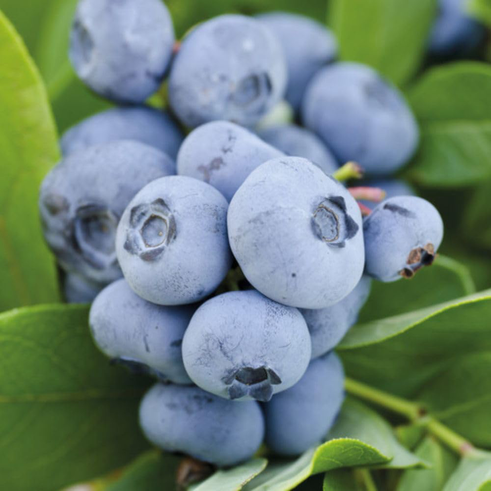 Thompson & Morgan Growers Choice Assorted Blueberry Plant Pot 9cm 6 Pack Image 1