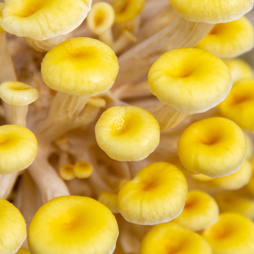 YouGarden Yellow Oyster Mushroom Grow Kit 3L Image 2