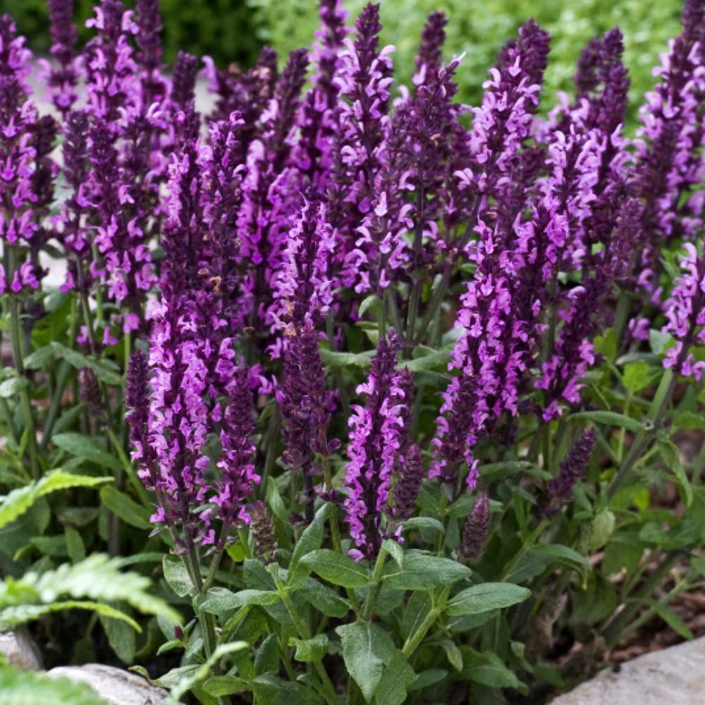 Thompson and Morgan Salvia New Dimensions Mix Garden Ready Plant 15 Pack Image 1
