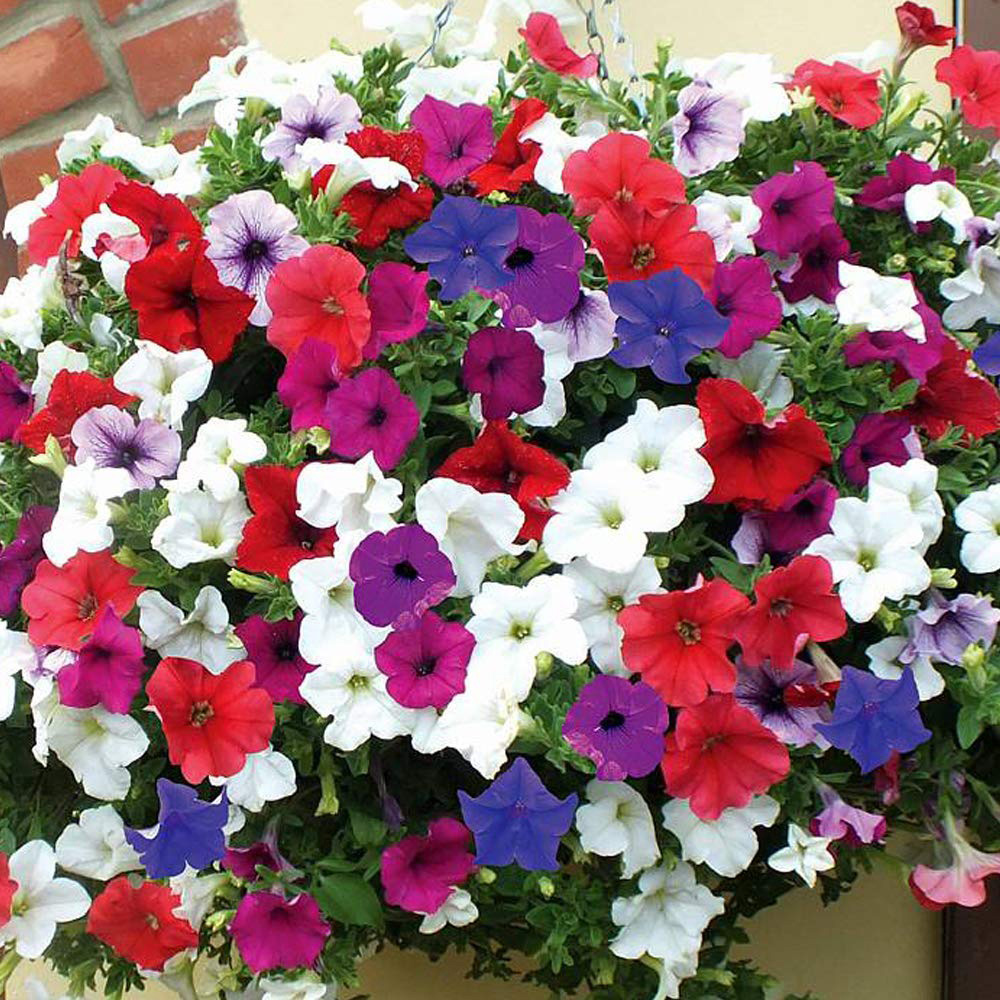 Thompson and Morgan Petunia Surfinia Mixed Postiplug 5 Pack Image 1
