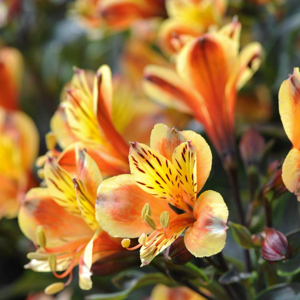 Thompson and Morgan Alstroemeria Summer Trio Jumbo Plugs 3 Pack Image 3