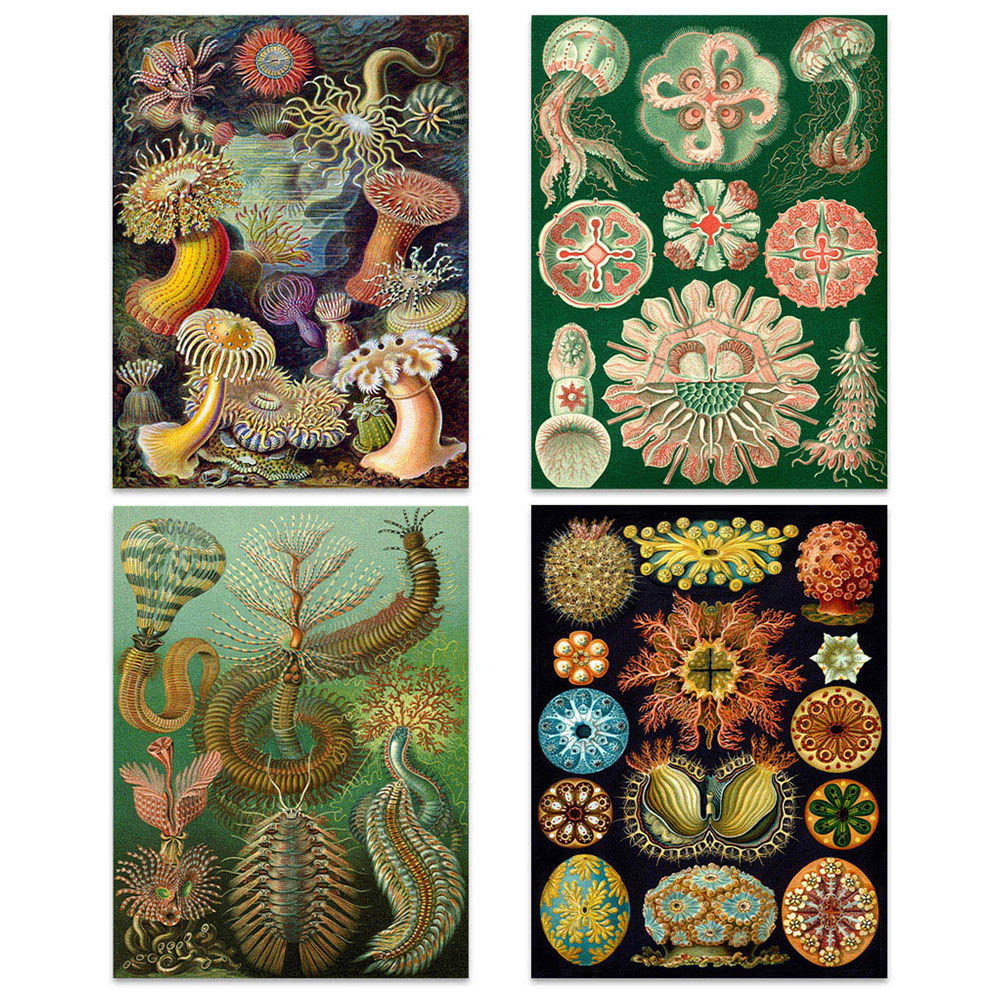 Artery8 Vintage Ernst Haeckel Botanical Colourful Wall Art Print 30 x 41cm 4 Pack Image 1
